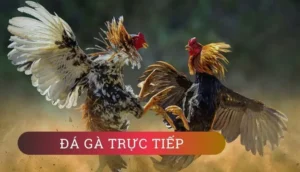 Cách Chơi Đá Gà GA28 Tại 84Win Chuẩn Xác Và Hiệu Quả Nhất