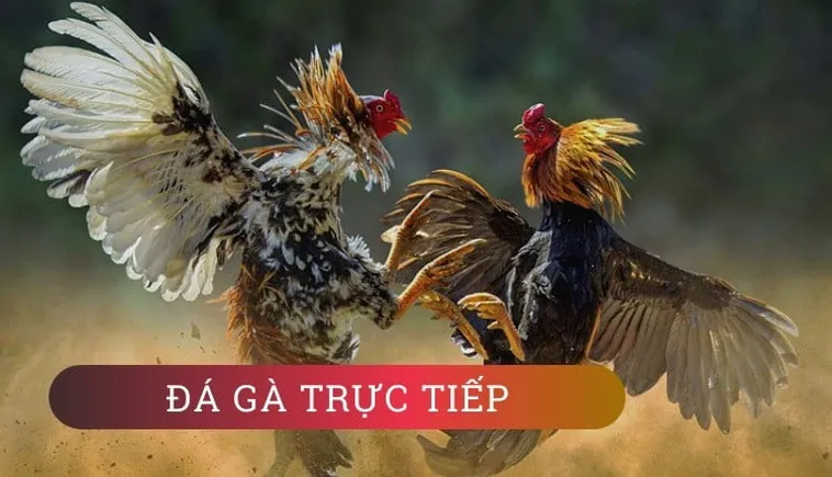Cách Chơi Đá Gà GA28 Tại 84Win Chuẩn Xác Và Hiệu Quả Nhất